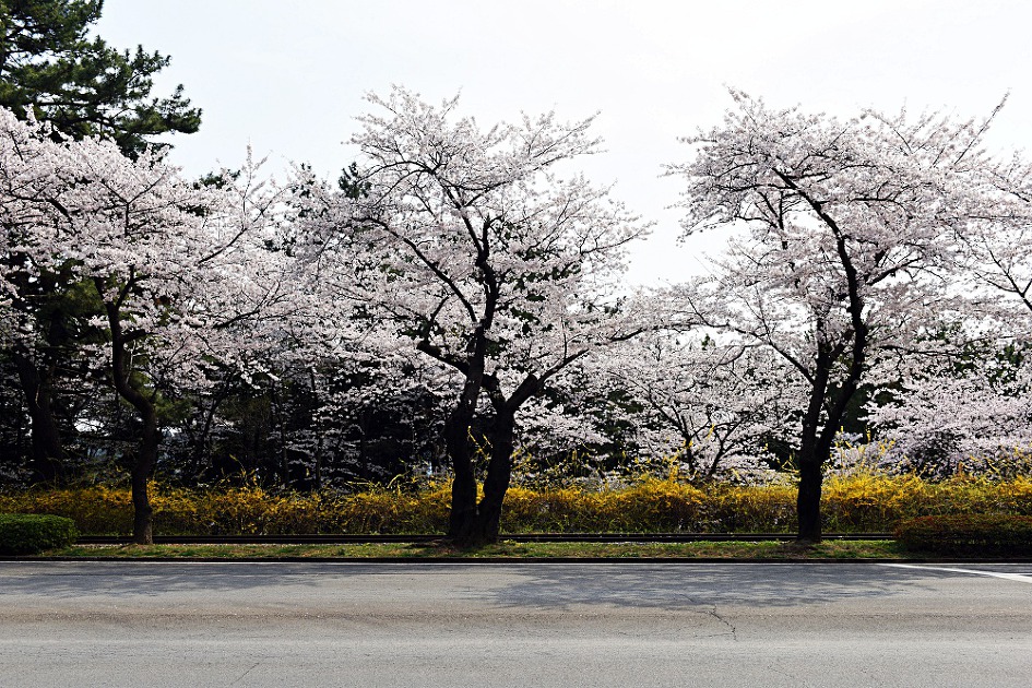 진해벚꽃축제 2019 진해군항제 제황산공원 진해탑전망대 북원로터리 충무공이순신동상 진해기지사령부