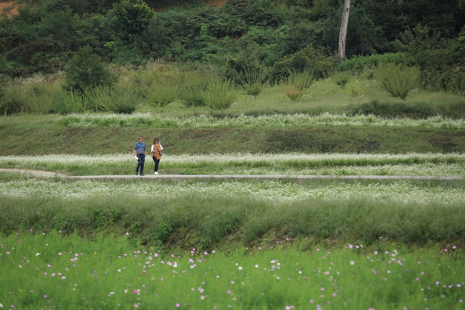 가을의 전령사 코스모스가 예쁘게 핀 하동 북천코스모스