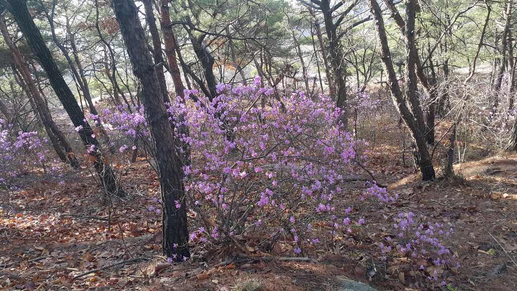 불암산둘레길 불암산진달래길 불암산정상 불암산