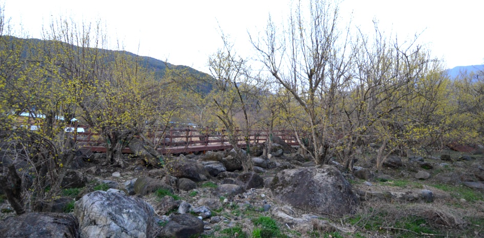 노란 산수유꽃  