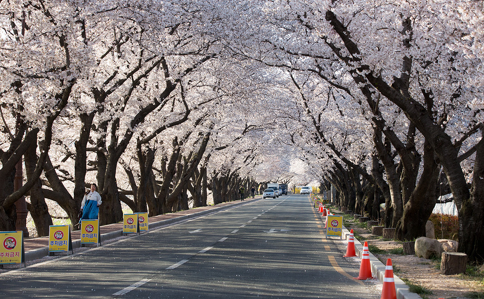 [경주 김유신장군묘 주변 흥무로 벚꽃길] 지인의 경주 벚꽃 정보 요청으로  2019‎년 ‎4월‎ ‎4‎일 ‎목요일 오전 7:31 상황을 전합니다 / 토함