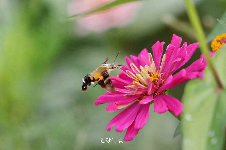 검은꼬리박각시