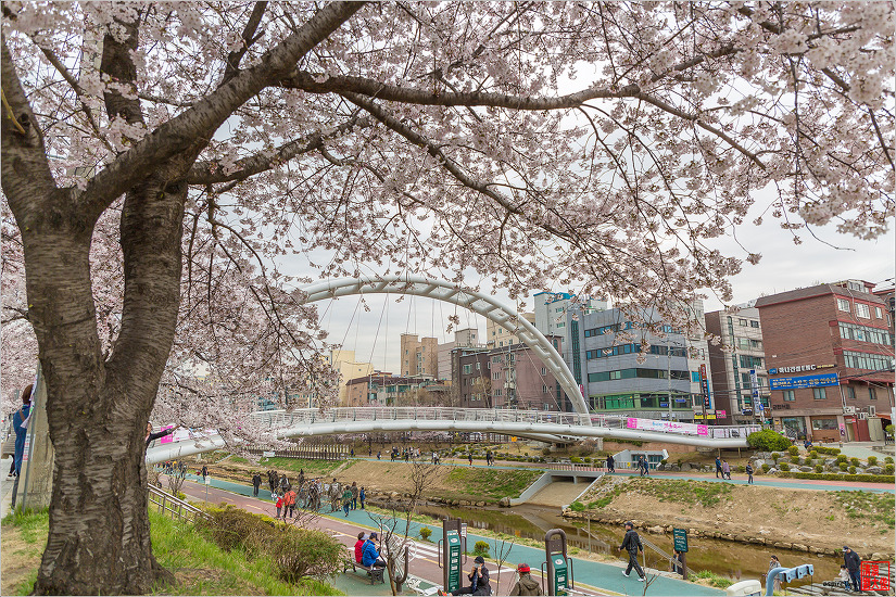 불광천 벚꽃축제 (2019.04.5~6)