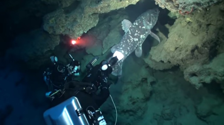 살아있는 화석 물고기 실러캔스(Coelacanth) 