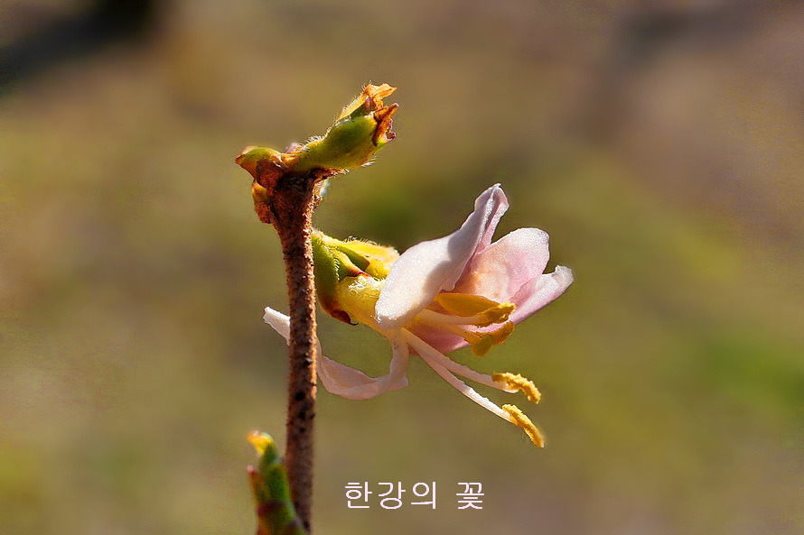 길마가지나무